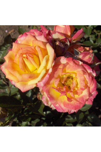 Роза красно-желтая Литтл Сансет